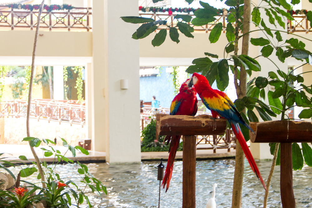 Hotel Occidental At Xcaret Destination Playa del Carmen Exterior foto Parrots at the lobby